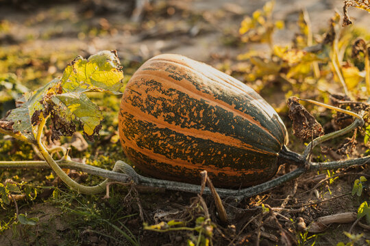 Pumpkin patch at sunset.