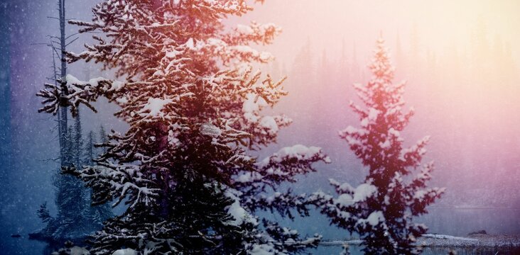 Fototapeta Scenic view of snow covered trees