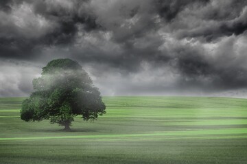 Solitary broad-leaved tree is standing on grassy field with mist under stormy sky in flat design