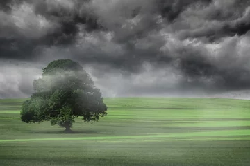 Gordijnen Solitary broad-leaved tree is standing on grassy field with mist under stormy sky in flat design © vectorfusionart