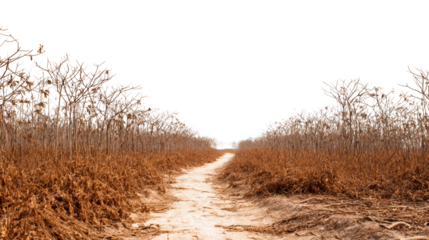 Barren landscape with dried vegetation, leading to a distant horizon, isolated on white background.