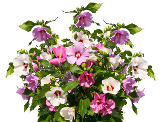 Bouquet of multicolored mallow twigs isolated on white background