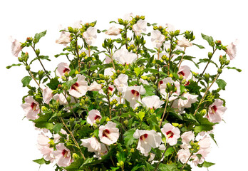 Bouquet of white mallow twigs isolated on white background