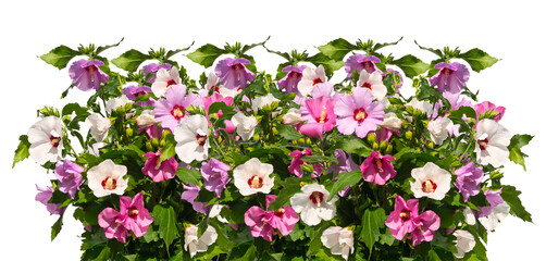 Bunch of multicolored mallow twigs isolated on white background