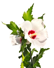 A blooming sprig of white mallow on a white background
