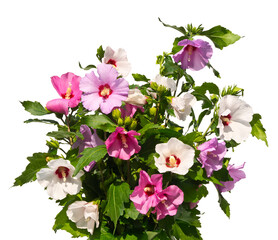 Bouquet of multicolored mallow twigs isolated on white background