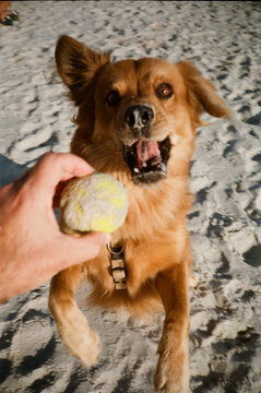 UGC Dog ball play at the beach