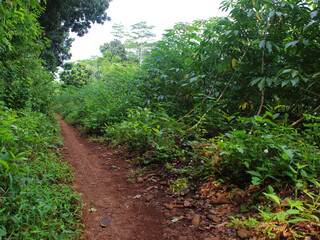 View of a track in the forest on a sunny day. 