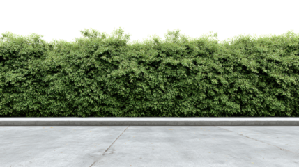 Lush green hedge against a clear concrete ground, perfect for landscaping designs and outdoor decor.