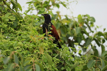 Greater coucal