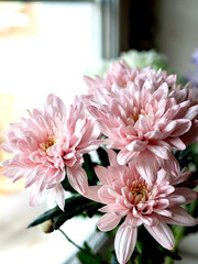 light pink chrysanthemum flowers in a bouquet