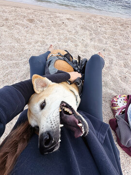 High rise selfie of a shiba inu dog cuddling with anonymous woman