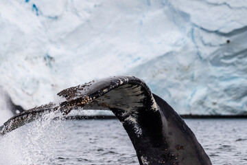 Close-up of the tail of a diving humpback whale -Megaptera novaeangliae. Image taken in the Graham...
