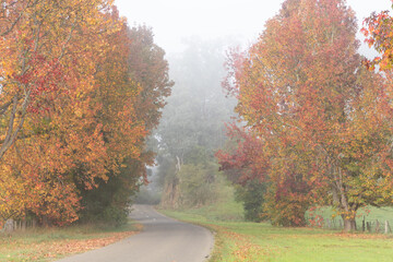 country road lined with Autumn colours
