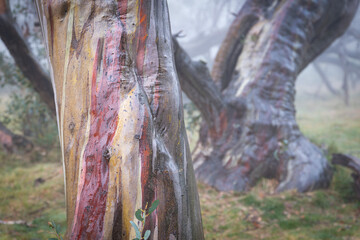 Snow Gum bark in the mist