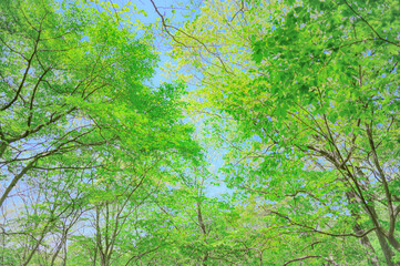 森を見上げる癒しの風景