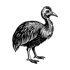 A vintage style illustration showing cassowary bird