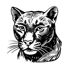 A vintage style illustration showing mountain lion
