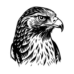 A vintage style illustration showing hawk stare