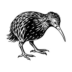 A vintage style illustration showing kiwi bird