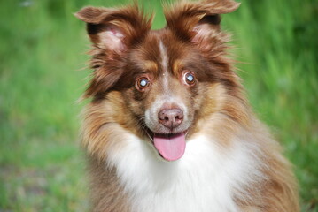 Blind Dog with Cataracts