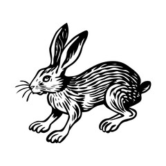 A vintage style illustration showing wild rabbit