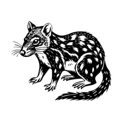 A vintage style illustration showing a quoll 