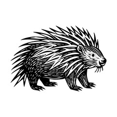 A vintage style illustration showing crested porcupine