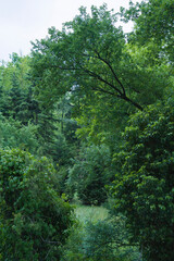 Lush green forest landscape featuring a variety of trees and dense foliage, creating a serene and...