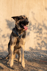German shepherd panting with tongue out in golden light, close view in a rural town of Jalisco