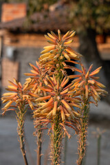 Close-up of aloe vera orange flowers in full bloom against rustic village background in Jalisco