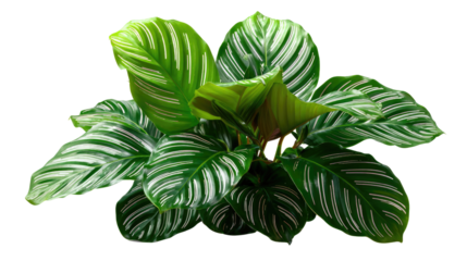 Calathea Plant: a stunning calathea plant, showcasing its intricate patterns and vibrant green foliage. Perfect for adding a touch of natural elegance to any space.