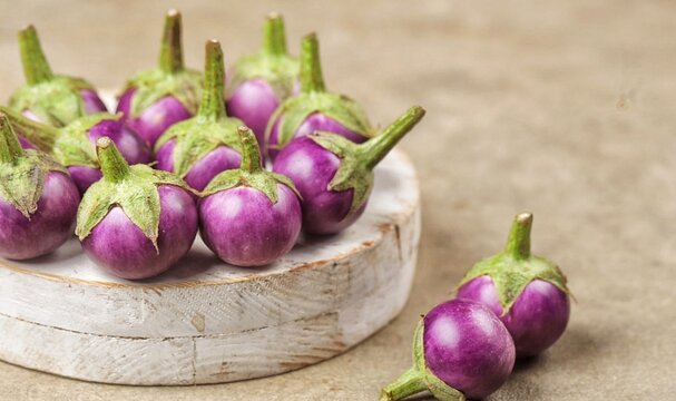 Terong Gelatik atau terong lalap atau terong Thailand. Wren eggplant has the physical characteristics of being small and round like a ping pong ball.