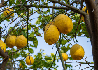 Ripe lemons growing on citrus tree surrounded by green leaves. Fresh fruit hanging on branches in...