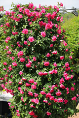 Pink roses blooming in a rose garden