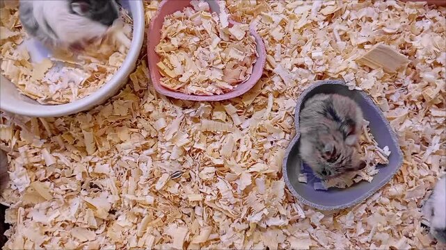 Adorable Dwarf Hamsters: Playtime and Naptime