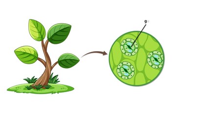 Stomatal Gas Exchange in Plant Leaves Animation