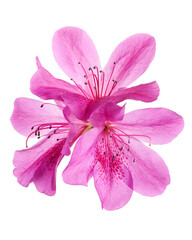 Azaleas flowers with leaves, Pink flowers isolated on white background with clipping path 