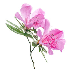 Azaleas flowers with leaves, Pink flowers isolated on white background with clipping path 