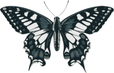 Butterfly vector illustration