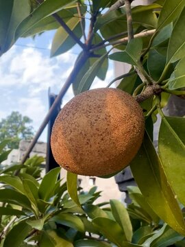 Garden owner who grows sapodilla fruit and lush green leaves, tropical plants in Indonesia as a hobby. Known for its soft fruit texture with a sweet taste.