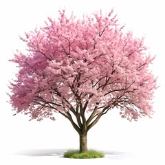 Naklejka premium Pink Cherry Blossom, Tree Spring Bloom on white background