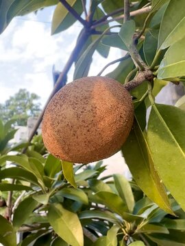 Garden owner who grows sapodilla fruit and lush green leaves, tropical plants in Indonesia as a hobby. Known for its soft fruit texture with a sweet taste.