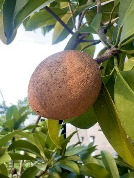 Garden owner who grows sapodilla fruit and lush green leaves, tropical plants in Indonesia as a hobby. Known for its soft fruit texture with a sweet taste.