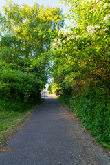 A tree-lined pedestrian walkway creates a natural green corridor in an urban park setting. A...