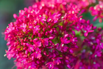 A brilliant pink flower cluster with tiny blooms creates a stunning macro photography display. Vibrant magenta petals form a dense floral arrangement with a beautiful bokeh background