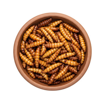 A Bowl of Fried South African Mashonzha a Traditional and Crispy Mopane Worm Snack on isolated transparent background