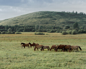 A group of horses grazes peacefully in a vibrant green meadow, enjoying the warm late afternoon sun. In the background, more horses can be seen leisurely wandering around.