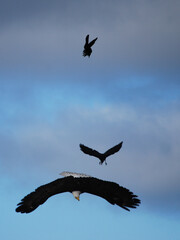 Crows Harassing Bald Eagle