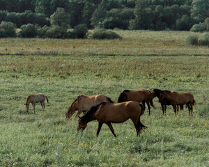 A group of horses grazes peacefully in a vibrant green meadow, enjoying the warm late afternoon sun. In the background, more horses can be seen leisurely wandering around.